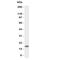 Colony Stimulating Factor 2 antibody, R31436, NSJ Bioreagents, Western Blot image 