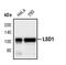 Lysine Demethylase 1A antibody, PA5-17361, Invitrogen Antibodies, Western Blot image 