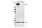 FLNC antibody, 86972S, Cell Signaling Technology, Western Blot image 