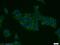 Two Pore Segment Channel 1 antibody, 23758-1-AP, Proteintech Group, Immunofluorescence image 