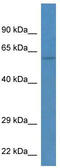 Tektin 3 antibody, TA344658, Origene, Western Blot image 