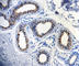 Cytokeratin antibody, 914004, BioLegend, Immunohistochemistry paraffin image 