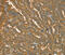 Glycogen Phosphorylase L antibody, MBS2516457, MyBioSource, Immunohistochemistry paraffin image 