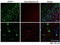 Zinc And Ring Finger 1 antibody, STJ72828, St John