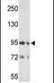 Elastin Microfibril Interfacer 1 antibody, PA5-13592, Invitrogen Antibodies, Western Blot image 