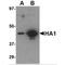 Influenza A Virus Hemagglutinin  antibody, NBP1-75495, Novus Biologicals, Western Blot image 