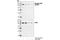 Eukaryotic Translation Initiation Factor 4B antibody, 3591T, Cell Signaling Technology, Western Blot image 