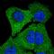 Striatin 4 antibody, HPA043051, Atlas Antibodies, Immunocytochemistry image 