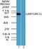 Leucine Rich Repeat Containing 32 antibody, NBP2-24664, Novus Biologicals, Western Blot image 