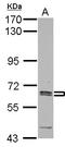 Asparagine Synthetase (Glutamine-Hydrolyzing) antibody, LS-B10899, Lifespan Biosciences, Western Blot image 