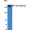 Fms Related Tyrosine Kinase 1 antibody, LS-C381805, Lifespan Biosciences, Western Blot image 