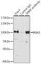 Inhibitor Of Nuclear Factor Kappa B Kinase Subunit Epsilon antibody, 16-620, ProSci, Immunoprecipitation image 