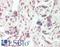 Rho GTPase Activating Protein 17 antibody, LS-B13761, Lifespan Biosciences, Immunohistochemistry paraffin image 