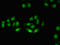 Zinc Finger MYM-Type Containing 3 antibody, LS-C395569, Lifespan Biosciences, Immunofluorescence image 