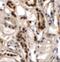 Dolichyl-Phosphate N-Acetylglucosaminephosphotransferase 1 antibody, A08142, Boster Biological Technology, Immunohistochemistry frozen image 