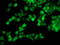 Translocase Of Outer Mitochondrial Membrane 34 antibody, M06775, Boster Biological Technology, Immunofluorescence image 