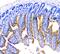 Discoidin Domain Receptor Tyrosine Kinase 2 antibody, A01698-1, Boster Biological Technology, Immunohistochemistry frozen image 