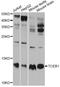 ELOC antibody, abx126684, Abbexa, Western Blot image 
