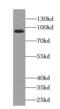 Transducin-like enhancer protein 3 antibody, FNab08723, FineTest, Western Blot image 