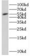 SEST3 antibody, FNab07761, FineTest, Western Blot image 