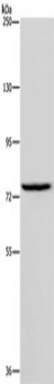 Interleukin-31 receptor subunit alpha antibody, TA350090, Origene, Western Blot image 