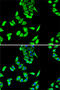 Fumarate Hydratase antibody, 19-795, ProSci, Immunofluorescence image 
