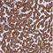 Phosphoglycolate Phosphatase antibody, NBP2-30701, Novus Biologicals, Immunohistochemistry paraffin image 