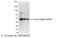 c-Myc antibody, A190-104A, Bethyl Labs, Western Blot image 