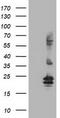 Fibroblast Growth Factor 21 antibody, TA502850, Origene, Western Blot image 