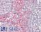 BCL2 Binding Component 3 antibody, LS-B8733, Lifespan Biosciences, Immunohistochemistry paraffin image 