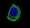 Dopa Decarboxylase antibody, PA5-25450, Invitrogen Antibodies, Immunofluorescence image 