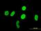 RUNX Family Transcription Factor 1 antibody, orb94621, Biorbyt, Immunocytochemistry image 