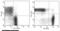 CDw40 antibody, 80151-MM01-P, Sino Biological, Flow Cytometry image 