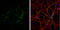 Neurofascin antibody, GTX133266, GeneTex, Immunocytochemistry image 
