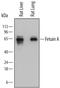 Alpha 2-HS Glycoprotein antibody, MA5-24375, Invitrogen Antibodies, Western Blot image 