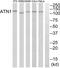 Atrophin 1 antibody, abx014243, Abbexa, Western Blot image 