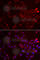 Glycine Amidinotransferase antibody, A6598, ABclonal Technology, Immunofluorescence image 