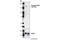 Inositol Polyphosphate Phosphatase Like 1 antibody, 2007S, Cell Signaling Technology, Western Blot image 