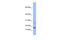 Endothelial Differentiation Related Factor 1 antibody, PA5-41102, Invitrogen Antibodies, Western Blot image 