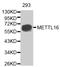 Methyltransferase-like protein 16 antibody, MBS129766, MyBioSource, Western Blot image 