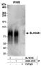 Solute Carrier Organic Anion Transporter Family Member 4A1 antibody, A304-457A, Bethyl Labs, Immunoprecipitation image 
