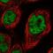 DEAD-Box Helicase 42 antibody, PA5-54802, Invitrogen Antibodies, Immunofluorescence image 