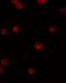 Guanylate Binding Protein Family Member 6 antibody, 6707, ProSci, Immunofluorescence image 