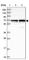 Trophinin Associated Protein antibody, HPA044102, Atlas Antibodies, Western Blot image 