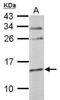 Cystatin C antibody, PA5-28702, Invitrogen Antibodies, Western Blot image 