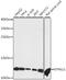 Dynein Light Chain LC8-Type 1 antibody, LS-C749496, Lifespan Biosciences, Western Blot image 