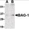 BCL2 Associated Athanogene 1 antibody, orb86680, Biorbyt, Western Blot image 
