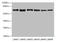 Transmembrane And Coiled-Coil Domain Family 1 antibody, MBS7000261, MyBioSource, Western Blot image 