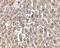 Low Density Lipoprotein Receptor antibody, A00076, Boster Biological Technology, Immunohistochemistry frozen image 