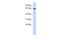 EBF Family Member 4 antibody, PA5-40626, Invitrogen Antibodies, Western Blot image 